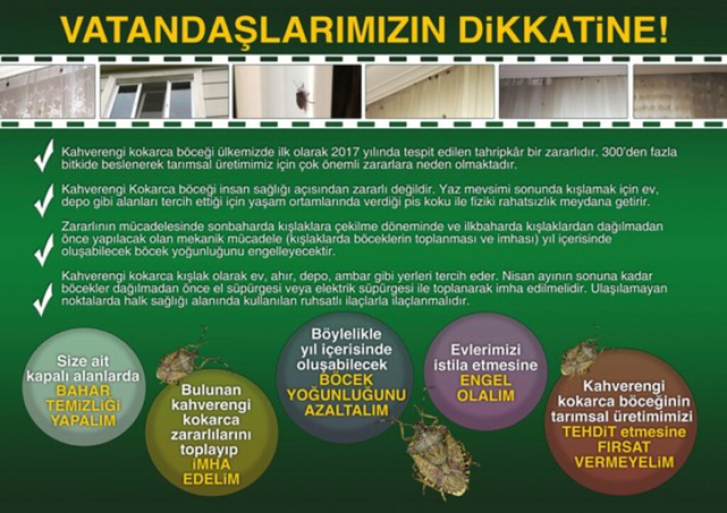 Samsun’da Kahverengi Kokarcaya Karşı Mücadele Sürüyor!