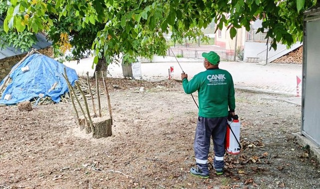 Canik Belediyesi'nden Kahverengi Kokarca Böceğiyle Etkin Mücadele!