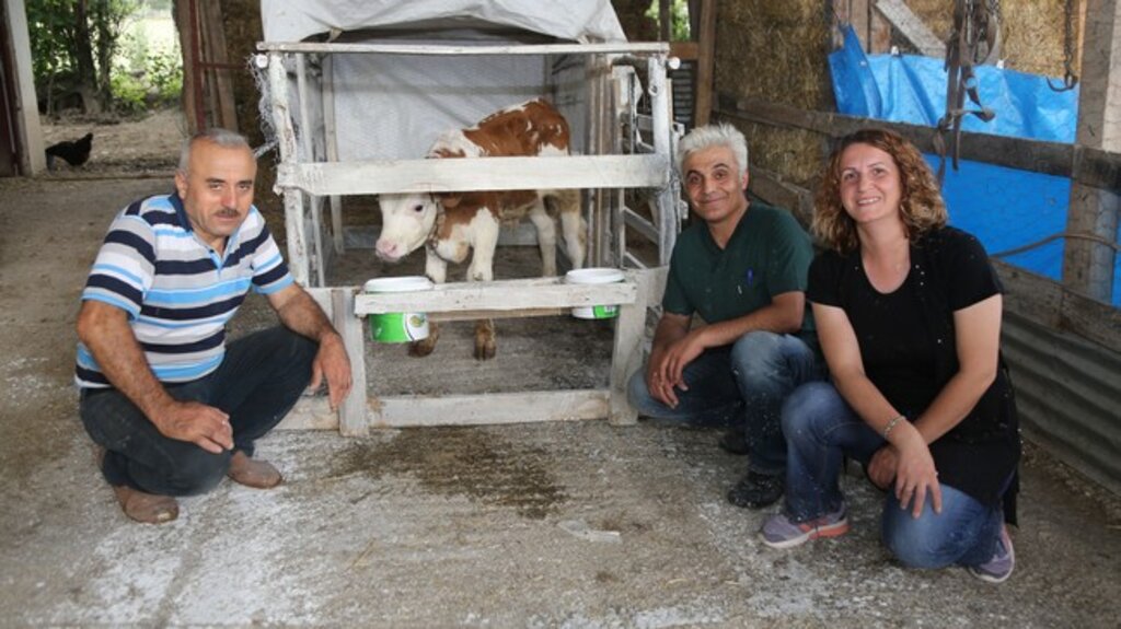 Atakum Belediyesi, 'Buzağı Yaşam Evi' inşa Ediyor!
