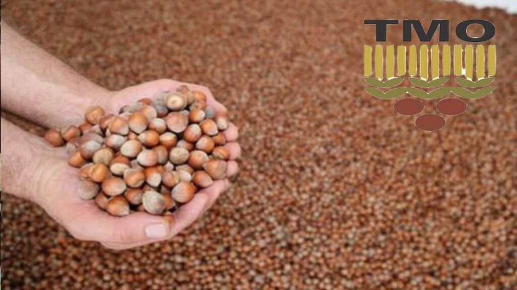 TMO, Samsun'da Fındık Alım Tarihini Açıkladı!