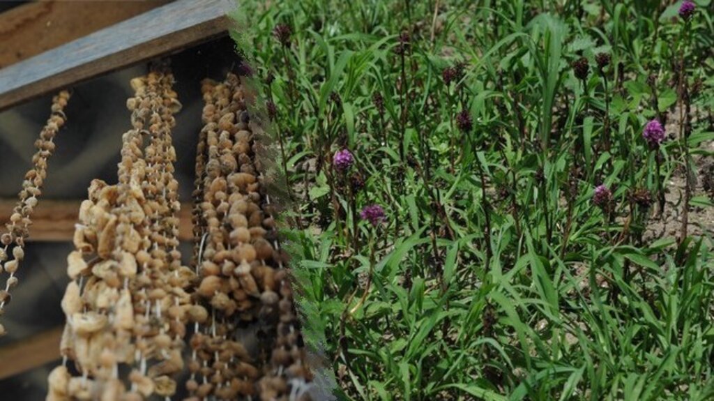 Samsun’da Çiftçiye Yeni Gelir Kapısı!