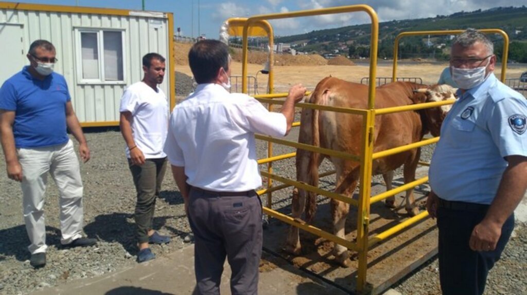 Samsun’da Hayvan Pazarlarına Sıkı Denetim!