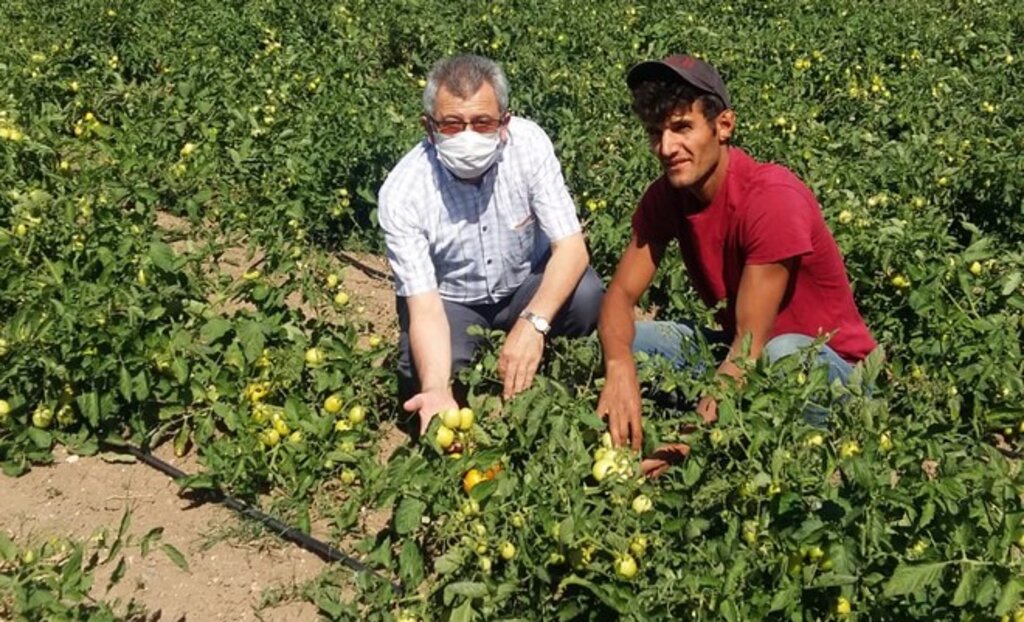 Samsun’da Domatese Alım Garantili Destek!