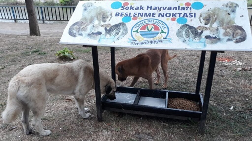 Terme'de Sokak Hayvanları Unutulmuyor!