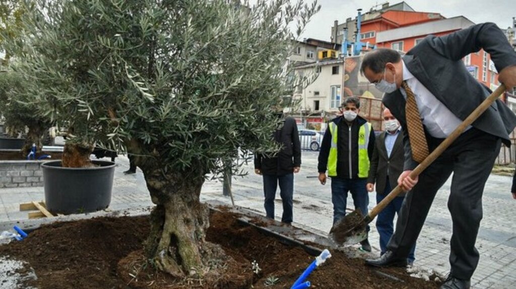 Saathane Meydanı, Zeytin Ağaçları İle Yeşilleniyor!