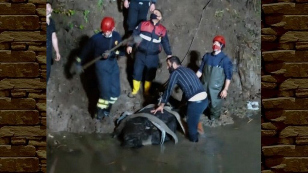 Samsun’da Çamura Saplanan İnek Kurtarıldı!