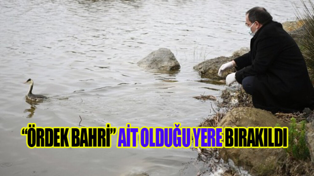 Kızılırmak Deltası’nda Yeni Kuş Türüne Rastlandı!