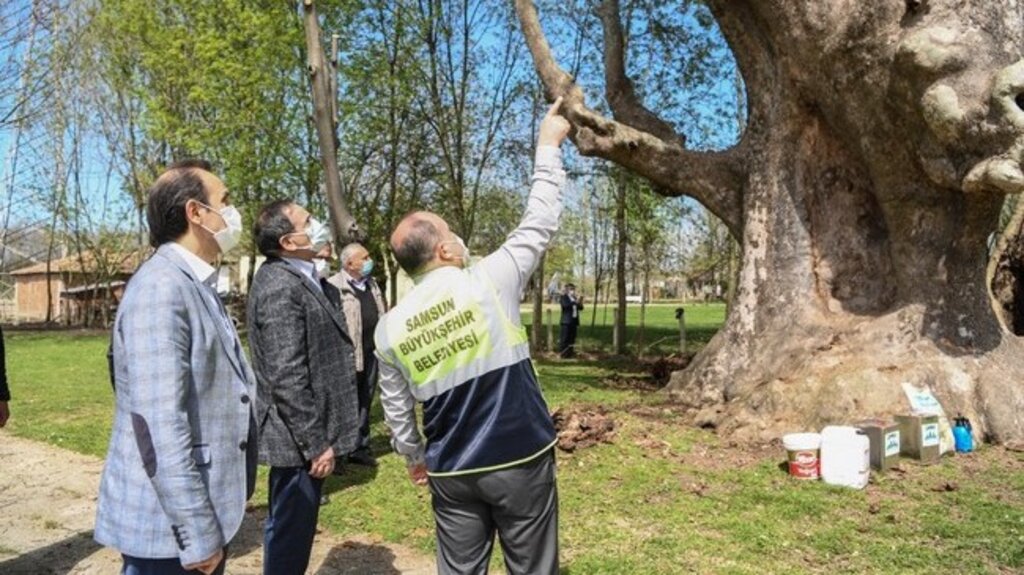 Samsun’da Ki Bin 100 Yıllık Çınar Ağacının Bulunduğu Alan Turizme Kazandıracak!