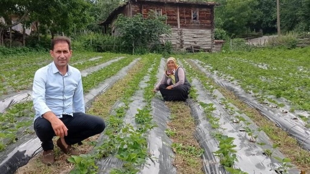 Samsun’da Çilek Rekoltesi Artıyor!