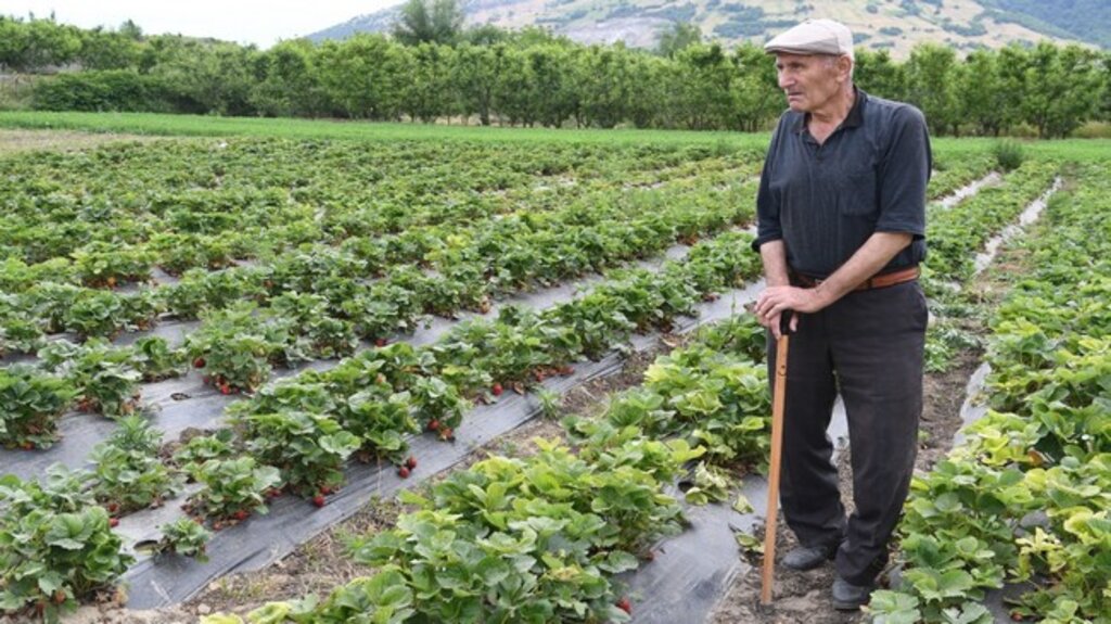 Samsun’da Çilek Üreticisinden Gençlere Çağrı!