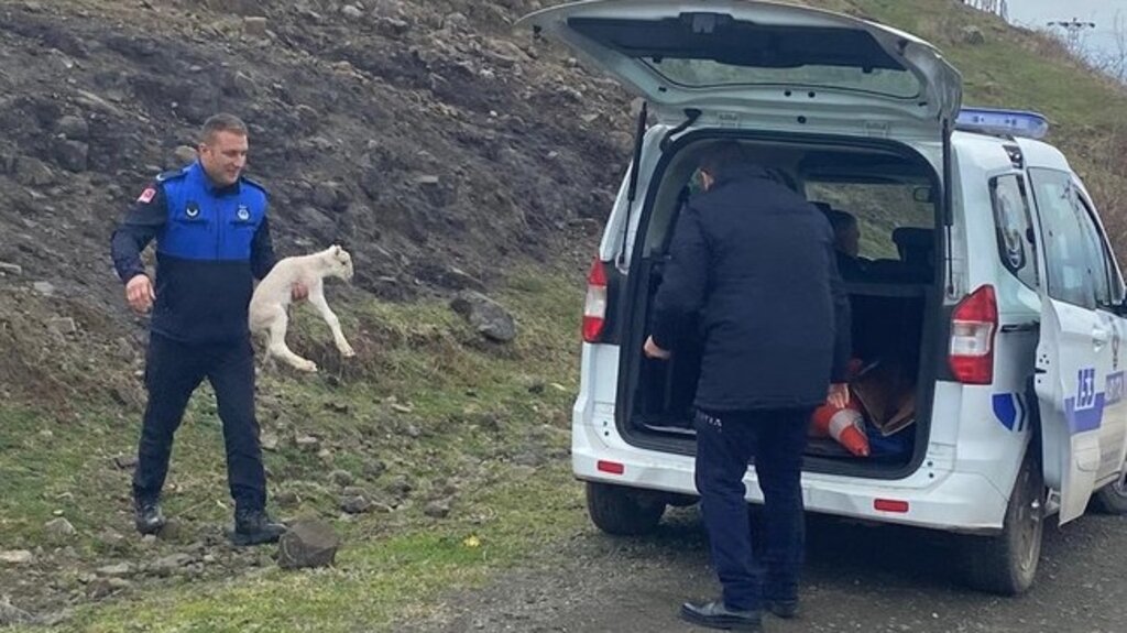Samsun’da Zabıtadan Kayıp Kuzu Anonsu!
