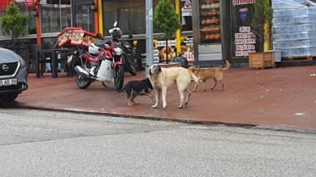 Başıboş Köpekler Samsun'da Korku Salıyor!