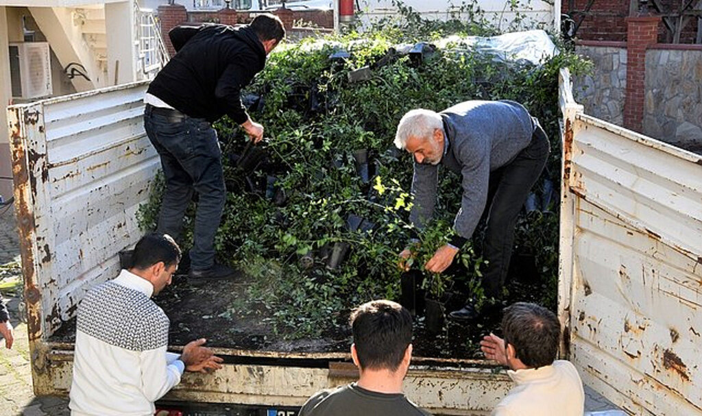 Samsun’da Ücretsiz Fidan Dağıtıldı!
