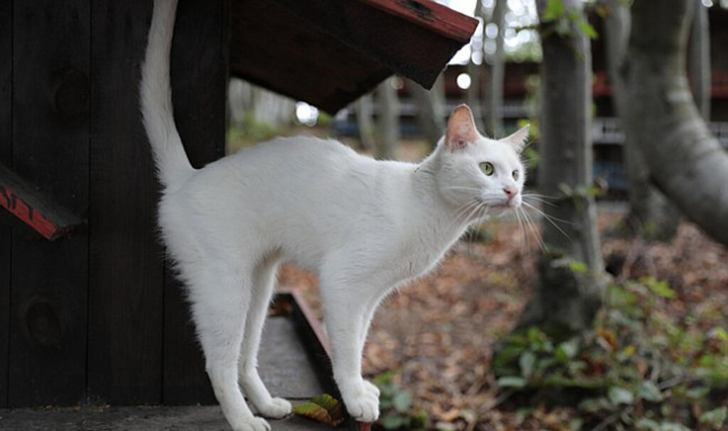 Kedi Kasabası Türkiye’de Örnek Teşkil Ediyor!