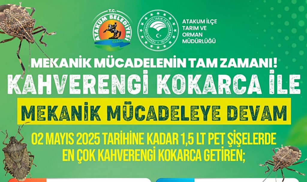 Atakum'da Kahverengi Kokarcayla Mücadele Son Hız! 