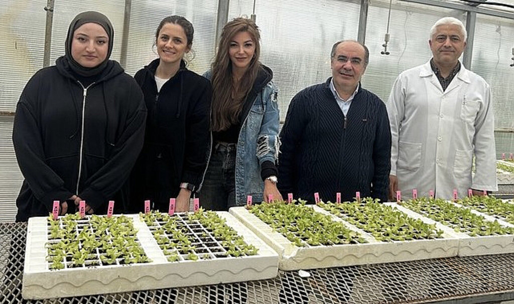 OMÜ’nün Dayanıklı Marul Yetiştirilmesine Yönelik Projesine TÜBİTAK’dan Destek!