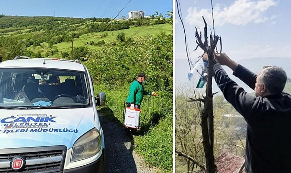 Canik'te Kokarca Böceğine Karşı Mücadelede Atak!